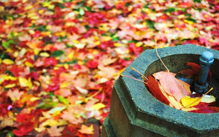 Illustration for article titled Shooting Challenge Fall Leaves Gallery 4